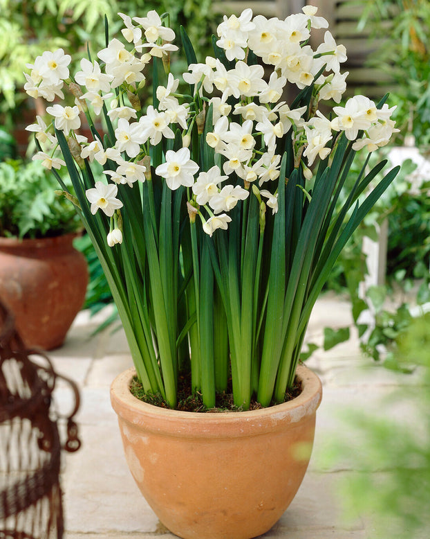 Narcissus 'Silver Chimes'
