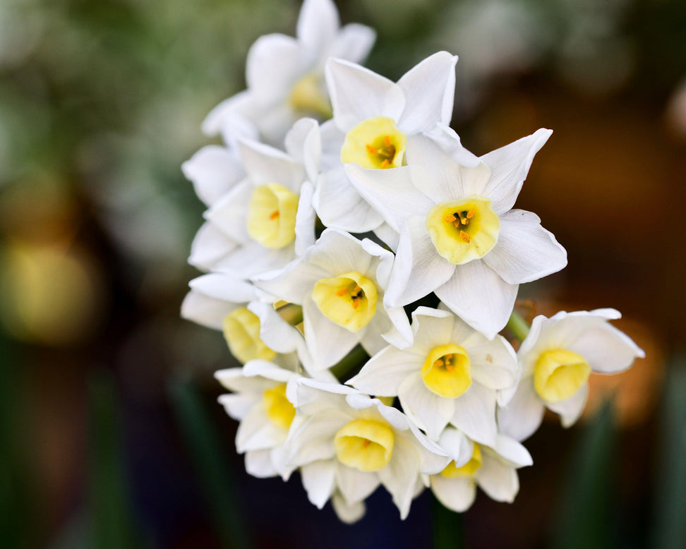 Narcissus 'Silver Chimes'