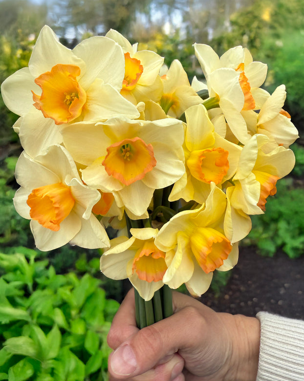 Narcissus 'Yazz'