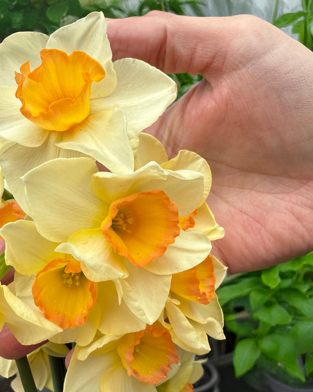 Narcissus 'Yazz'