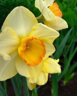 Narcissus 'Yazz' Narcissus 'Yazz'
