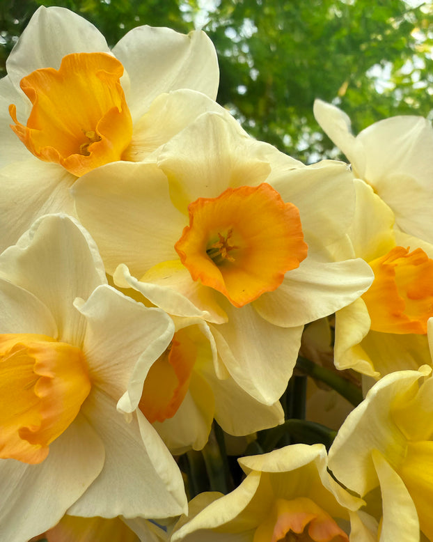 Narcissus 'Yazz'