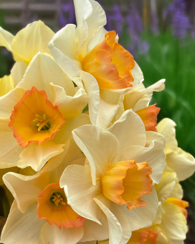 Narcissus 'Yazz'