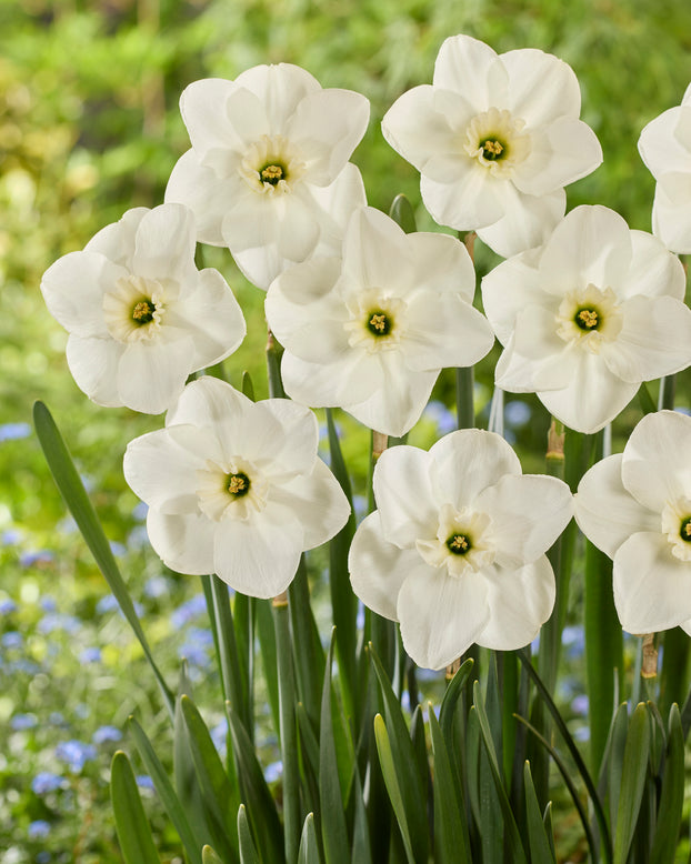 Narcissus 'Impreza'