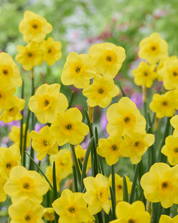 Narcissus 'Kokopelli'