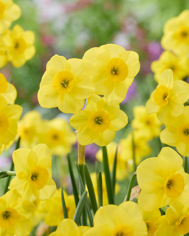Narcissus 'Kokopelli'