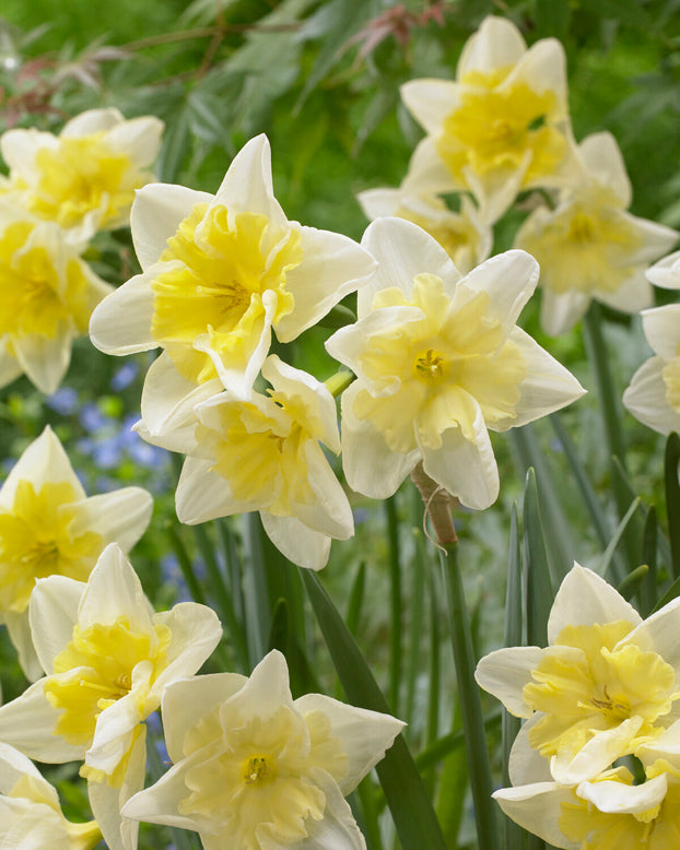 Narcissus 'Prom Dance'