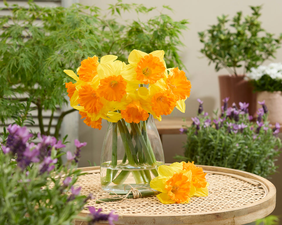Narcissus 'Rockstar'