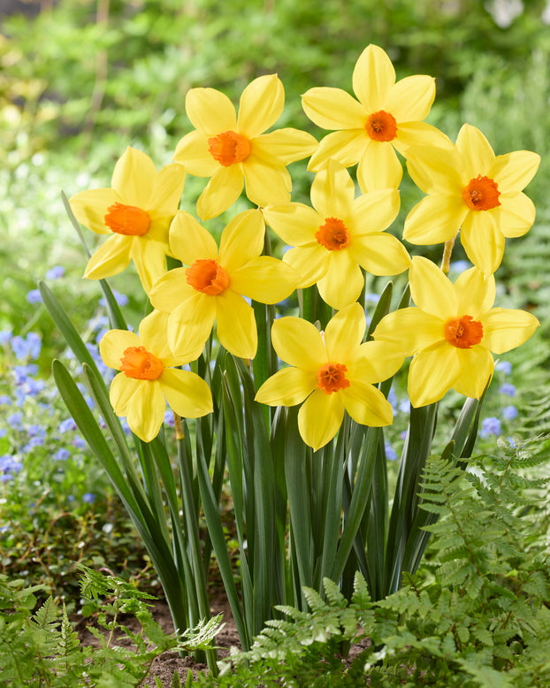 Narcissus 'Spinner'