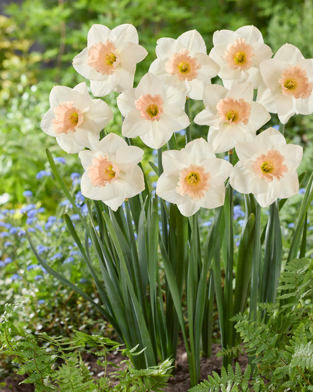Narcissus 'Sweetest Dream'