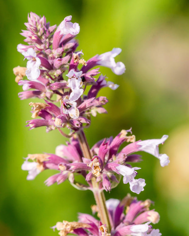Nepeta 'Dawn to Dusk'