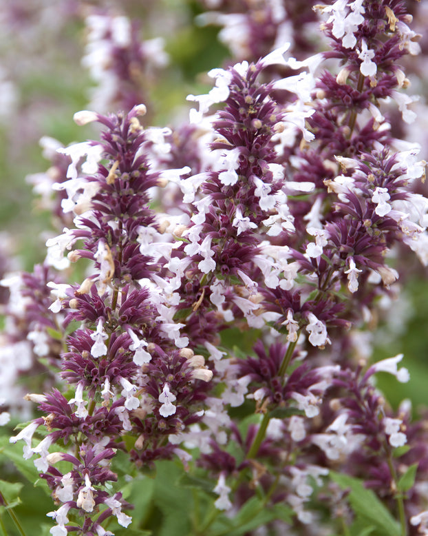 Nepeta 'Dawn to Dusk'