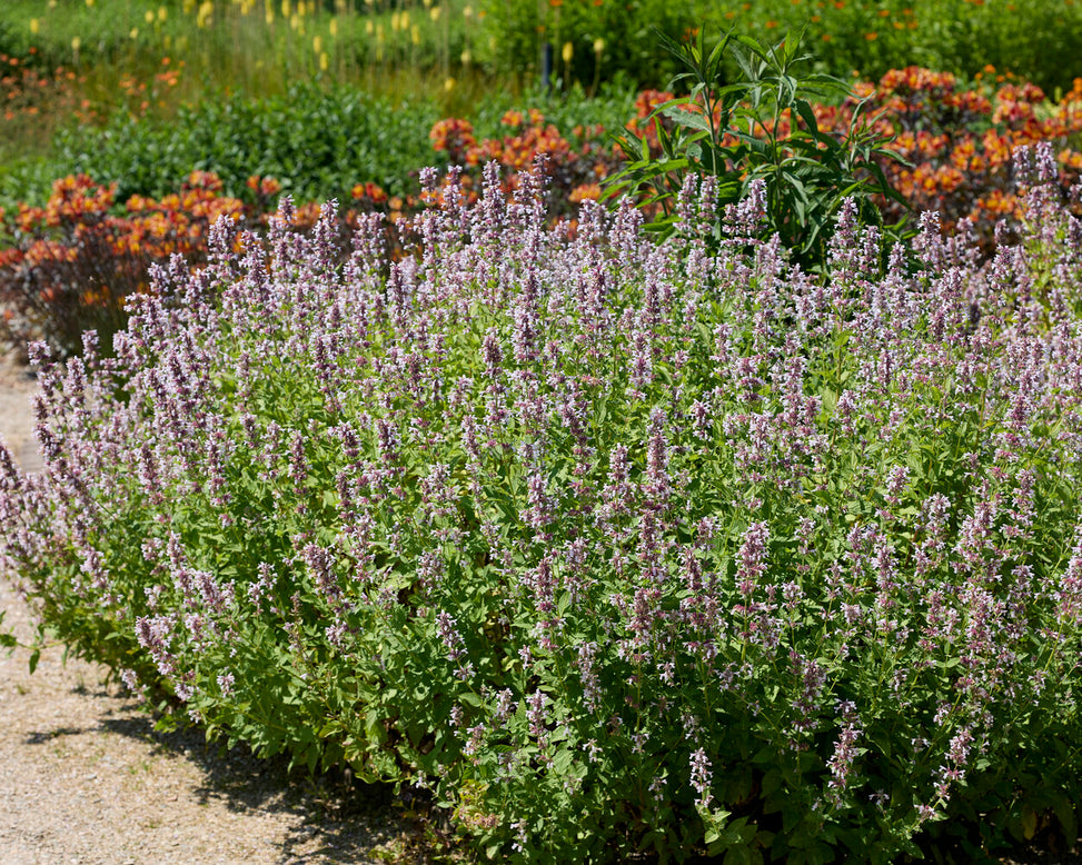Nepeta 'Dawn to Dusk'