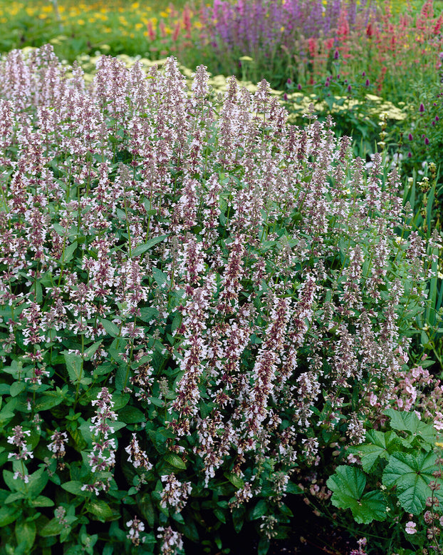 Nepeta 'Dawn to Dusk'