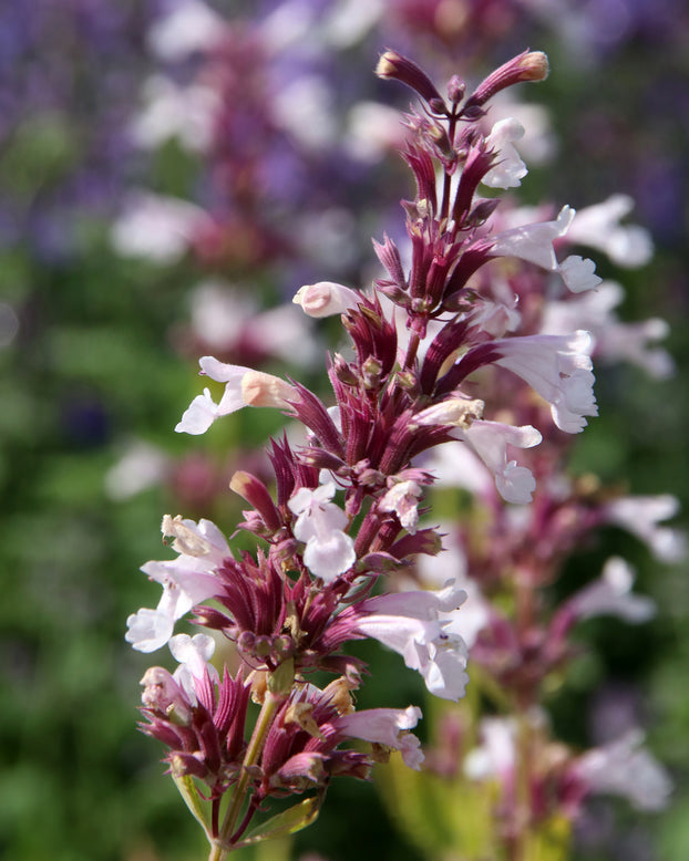 Nepeta 'Dawn to Dusk'