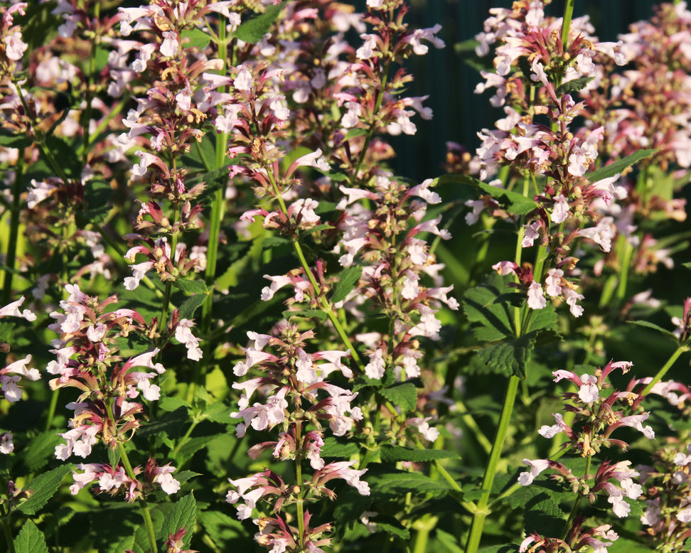 Nepeta 'Dawn to Dusk'