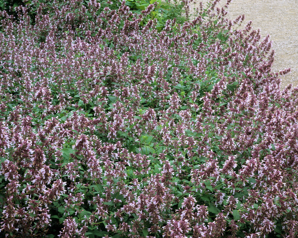 Nepeta 'Dawn to Dusk'