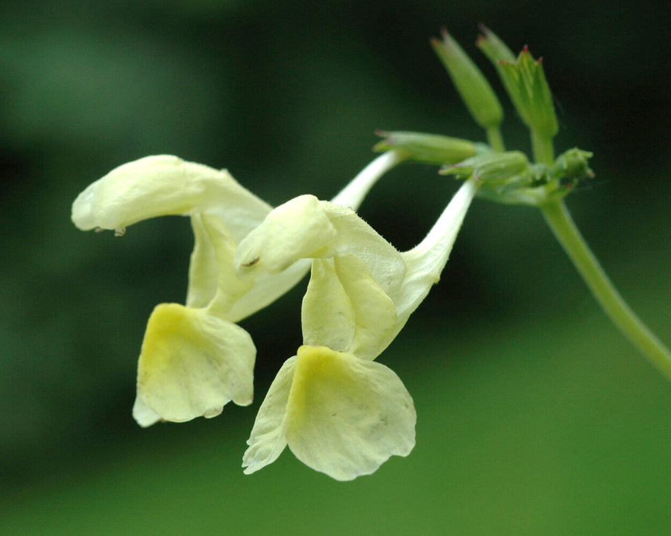 Nepeta govaniana