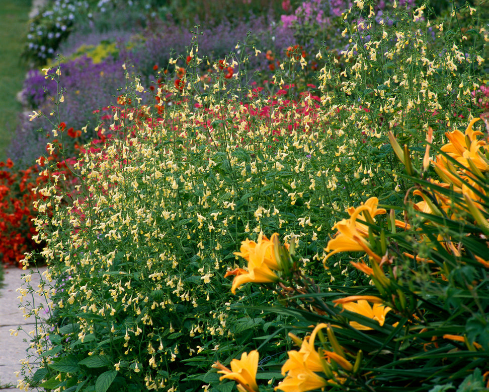 Nepeta govaniana