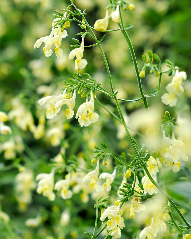 Nepeta govaniana