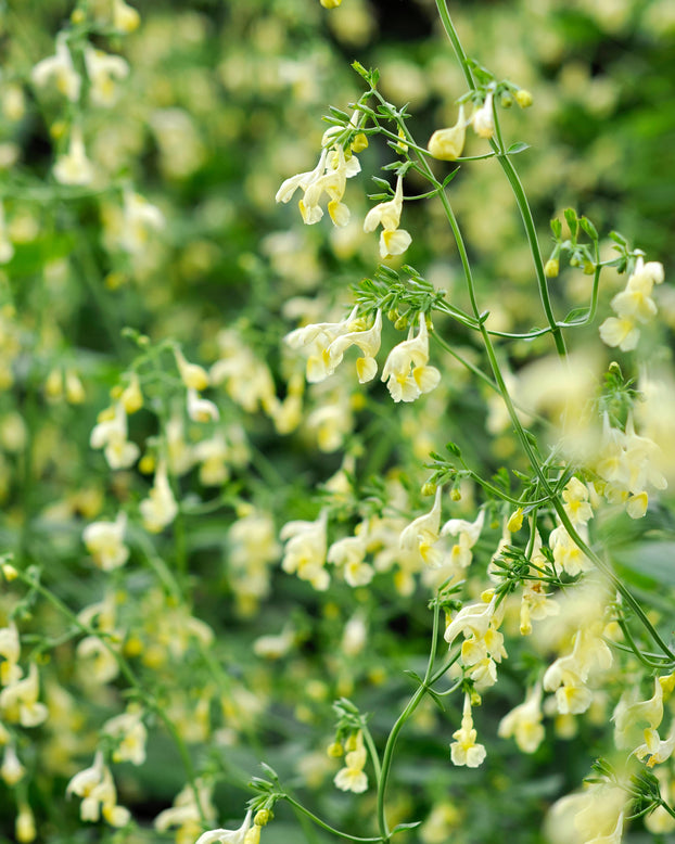 Nepeta govaniana