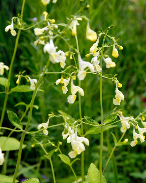 Nepeta govaniana