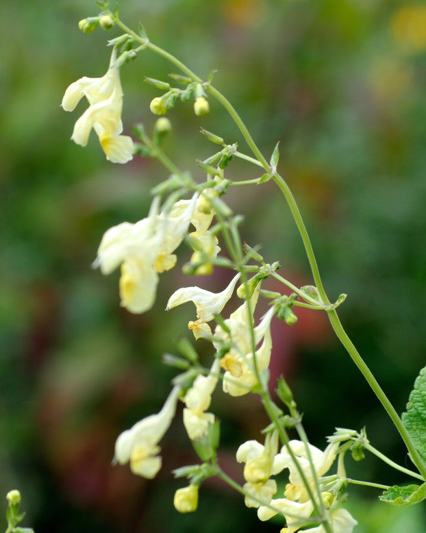 Nepeta govaniana