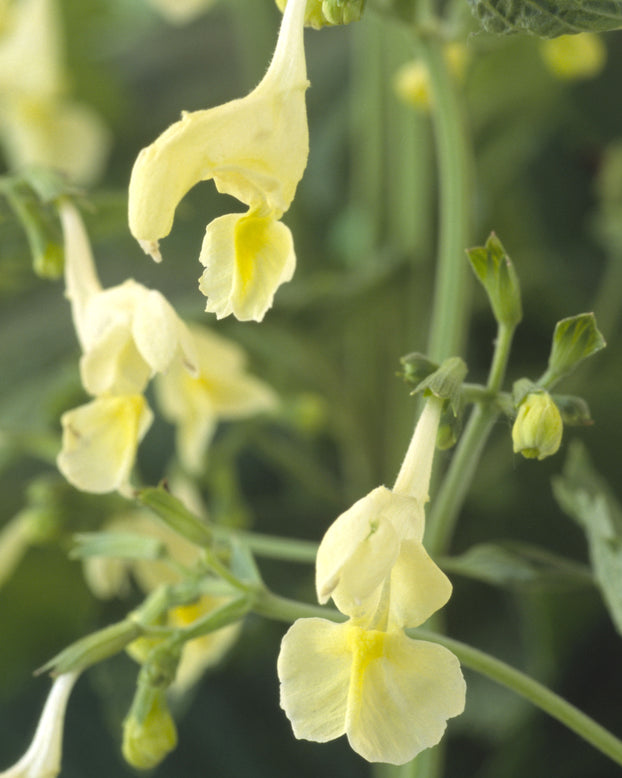 Nepeta govaniana