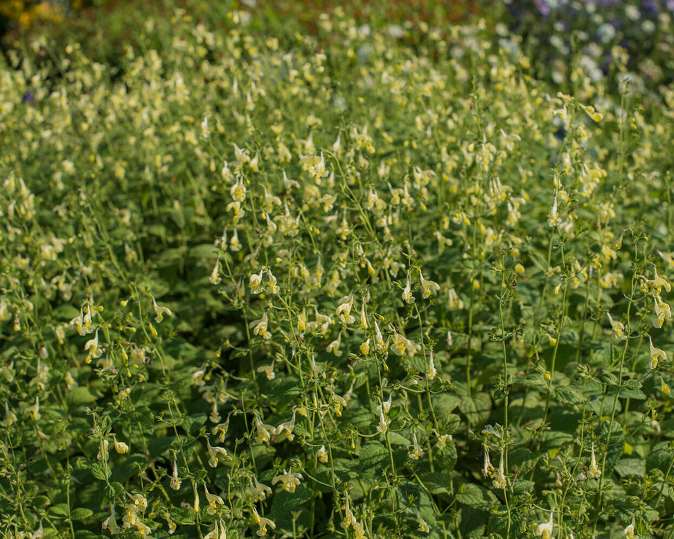 Nepeta govaniana
