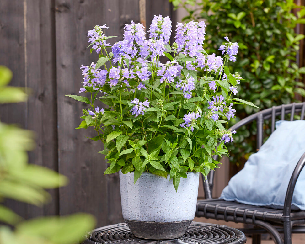 Nepeta 'Magical Mr. Blue Sky'