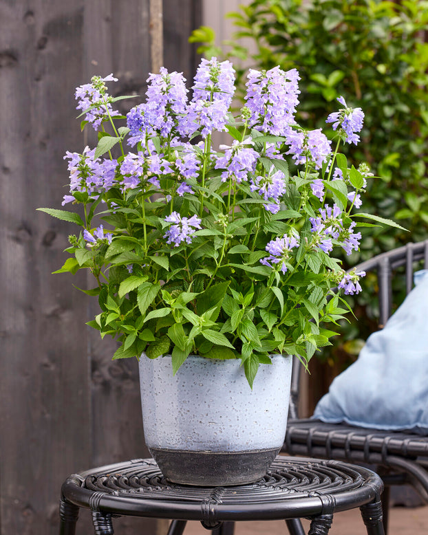 Nepeta 'Magical Mr. Blue Sky'