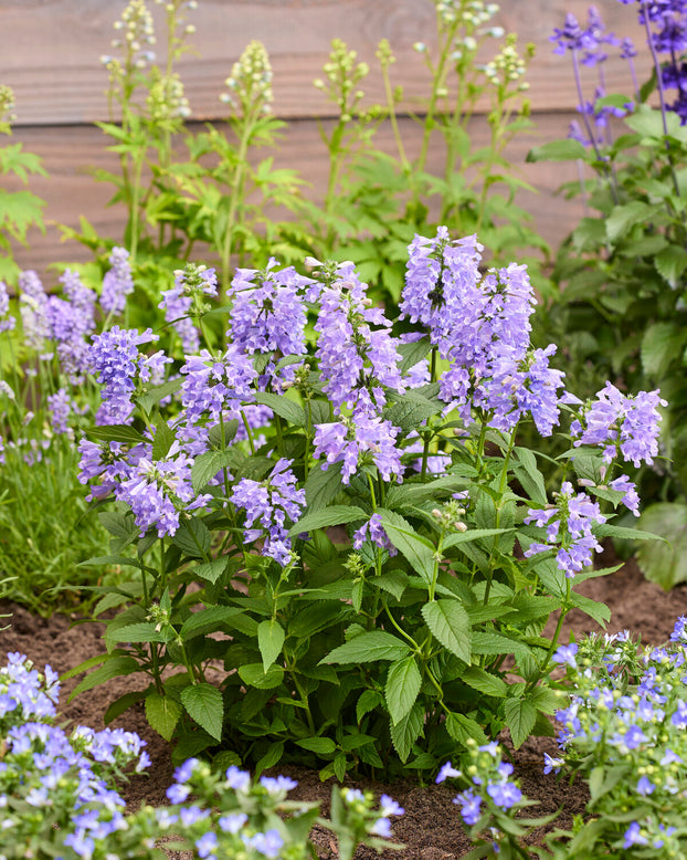 Nepeta 'Magical Mr. Blue Sky'