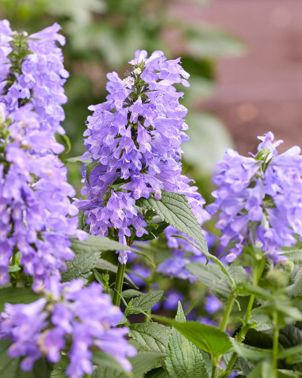 Nepeta 'Magical Mr. Blue Sky'