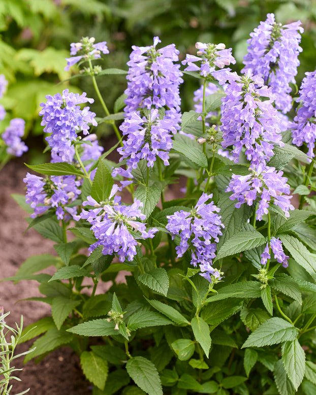 Nepeta 'Magical Mr. Blue Sky'