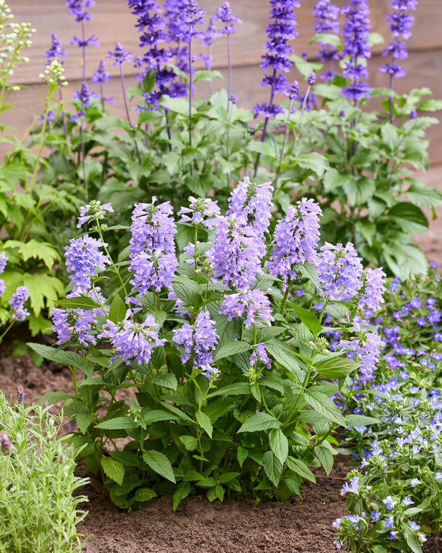 Nepeta 'Magical Mr. Blue Sky'