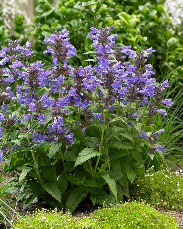 Nepeta 'Neptune Bokratune'