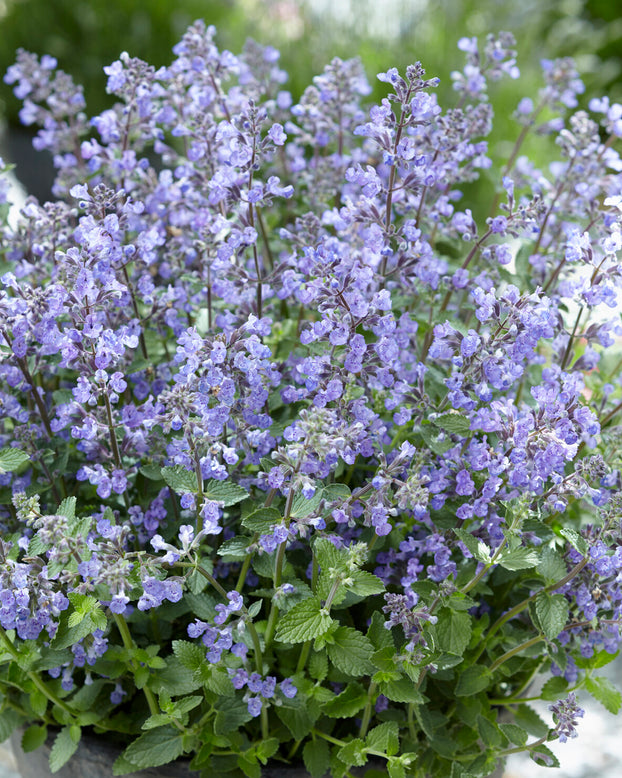 Nepeta 'Purrsian Blue'
