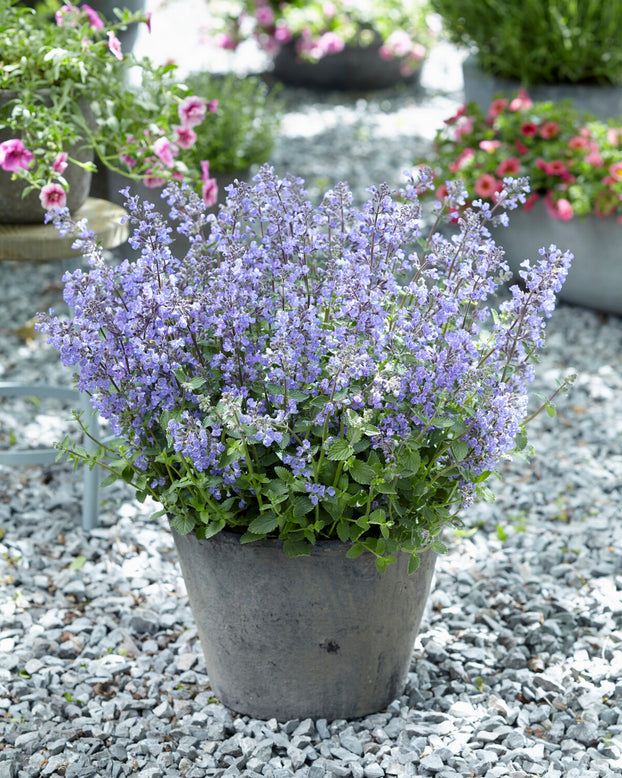 Nepeta 'Purrsian Blue'