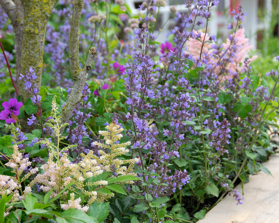 Nepeta 'Purrsian Blue'