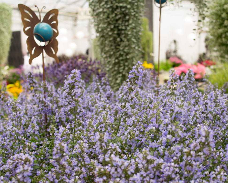 Nepeta 'Purrsian Blue'