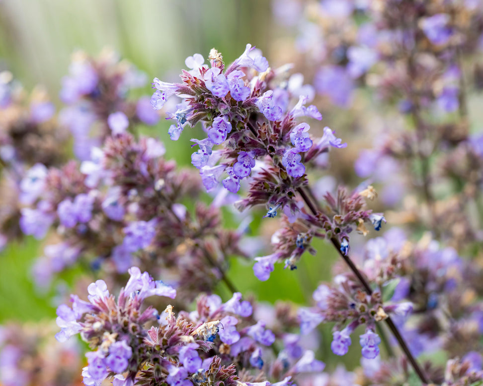 Nepeta 'Purrsian Blue'