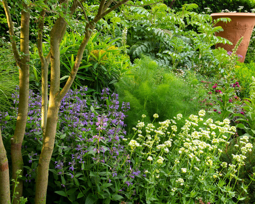 Nepeta 'Purrsian Blue'