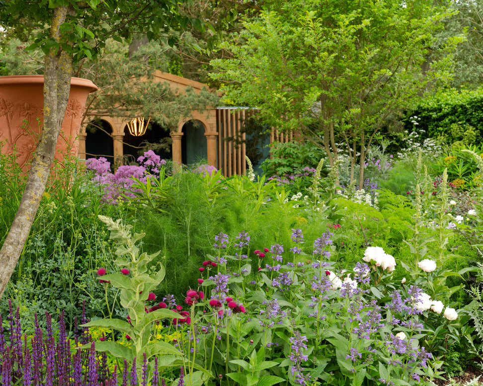 Nepeta 'Purrsian Blue'