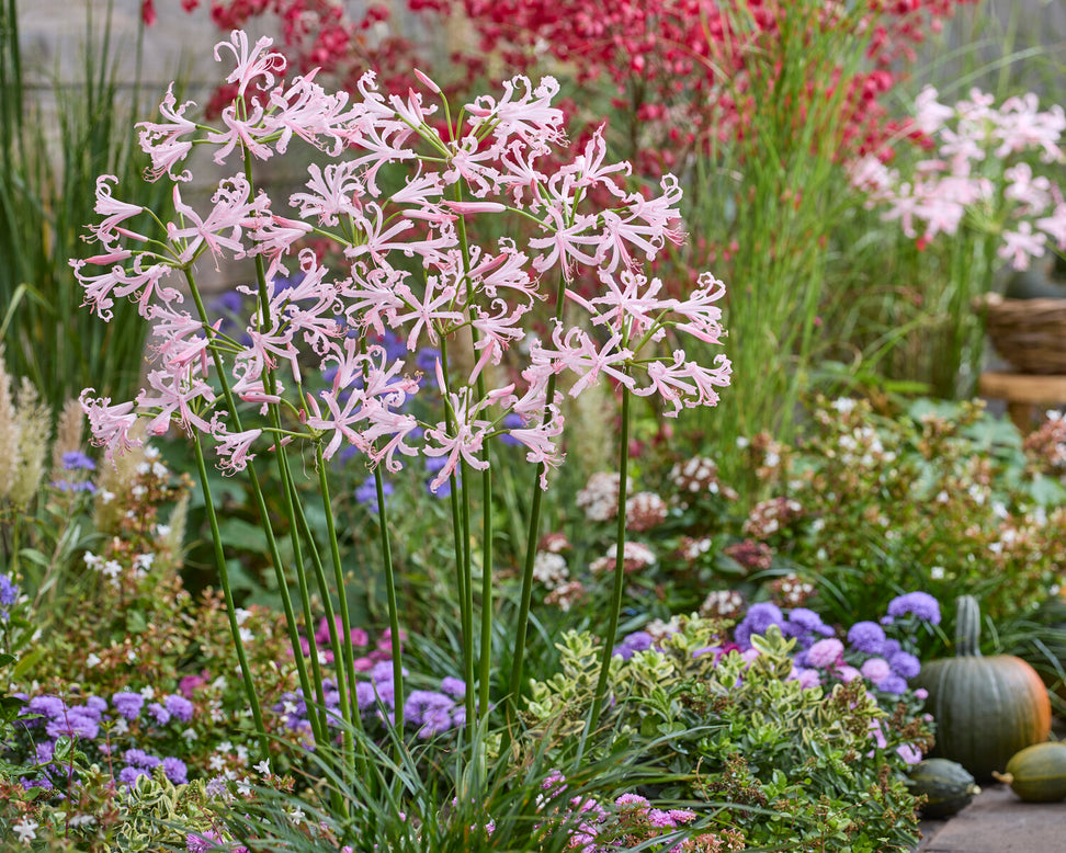 Nerine 'Vesta'