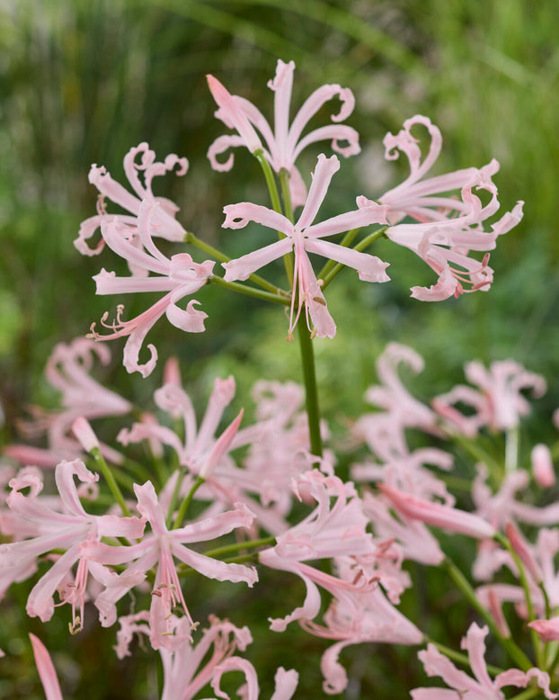 Nerine 'Vesta'