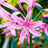 Nerine