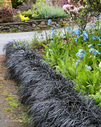 Ophiopogon 'Nigra' Ophiopogon 'Nigra'