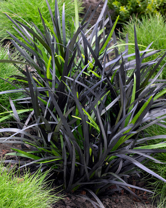 Ophiopogon 'Nigra' Ophiopogon 'Nigra'