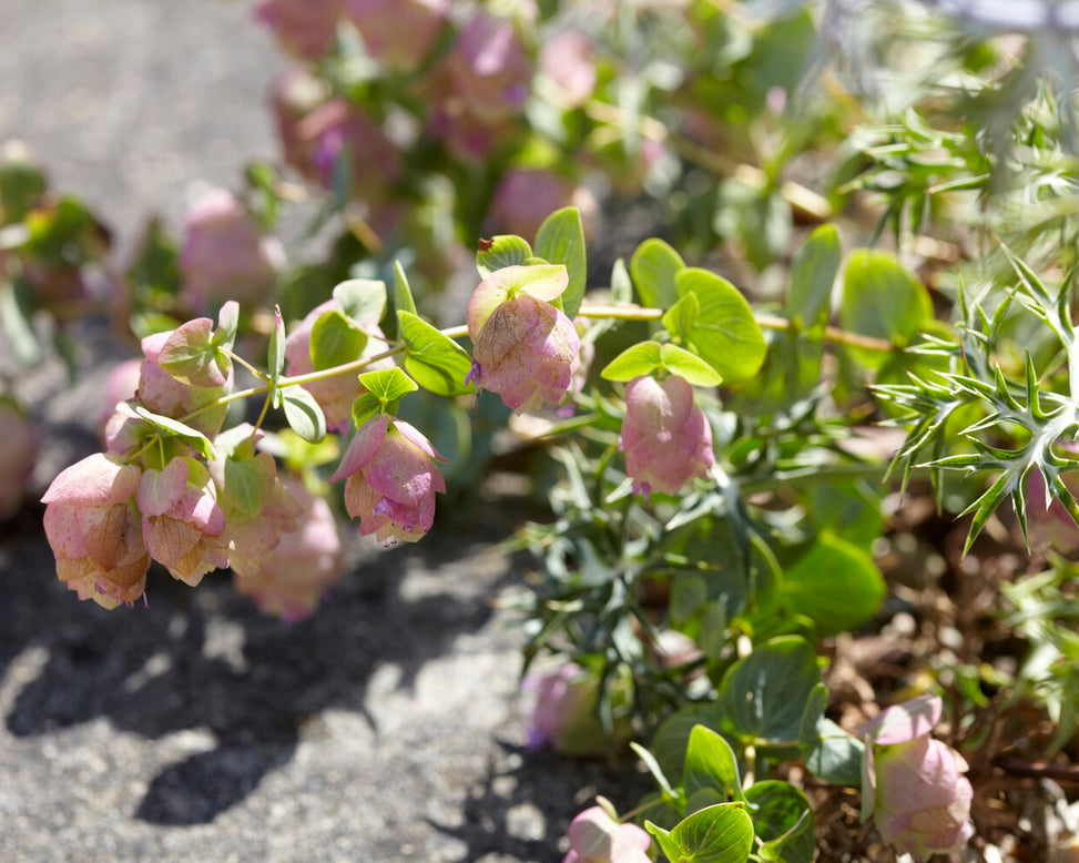 Origanum 'Kent Beauty'
