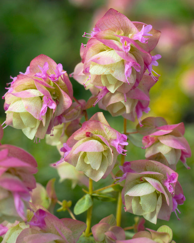 Origanum 'Kent Beauty'